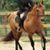 Colleen Whitlow's profile image