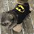 Sue Harrison's profile image