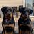 Lisa Miller Rainey's profile image