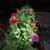 Samantha Burns's profile image
