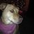 Dawn Whipple Chase's profile image