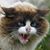 Janice Aprea Gill's profile image