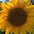 Beth Lingner's profile image