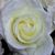Lucy B. Plessney's profile image