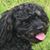 Deb Wright-Hoehn's profile image