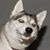 Jimmy Russells's profile image