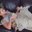 Samantha Yeh's profile image