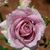 Heather Groves's profile image