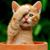 Pat Benington Brown's profile image