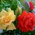 Ahmad Zaki's profile image