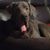 Sharon Cestari Wheeler's profile image