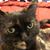 Sarah F. Carr's profile image