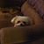 Amy Lutz's profile image