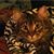 Karen G Sutera's profile image