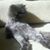 Consuelo Mercer's profile image