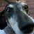 Lionel Jeffries's profile image