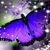 Karen Hachmann Purcell's profile image