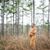 Diane Van Rijs Shields's profile image