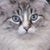 Laura Geller-O'Reilly's profile image