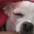 Yolanda Rodriguez's profile image