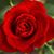 Micah Rose Gonzales's profile image