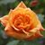 Bonni Miller's profile image