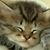 Elaine Schneider's profile image