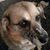 Tony Milano's profile image