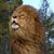 Wes Anderson's profile image
