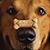 Maximus Magnus's profile image