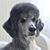 Shelley Taphouse's profile image