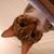 Laurie Rider Swicegood's profile image