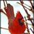 Cynthia Patrick Clark's profile image