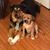 Stacey Shell Begley's profile image