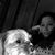 Lindsey Mickler's profile image