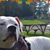 Shawna Windle's profile image