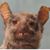 Natalia Bellus's profile image