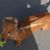 Pat Trout MacDonald's profile image