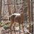 Lois Noseworthy's profile image