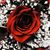 Johnny Cepeda's profile image