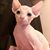 Cappie Killmore's profile image