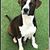 Rona Tygress Distenfeld's profile image