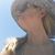 Linda Tillson's profile image
