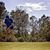 Jaime Bevier Wickham's profile image