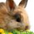 Michele Grant's profile image