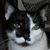 Senica Sands's profile image