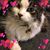 Cindai Hoo's profile image