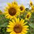 Laura Hilbert Hetzer's profile image