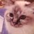 Sharon Goodman's profile image