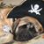 Leo Mastiff's profile image